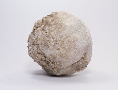 Korál Favorites sp. - Kotouč, Štramberk u Příbora